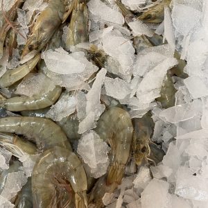 1Kg Large Raw Tiger Prawns